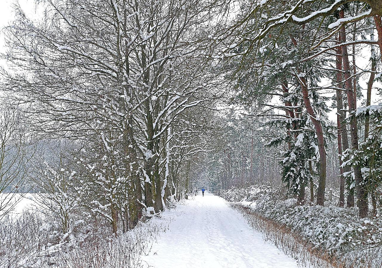 冬天树木图片自然