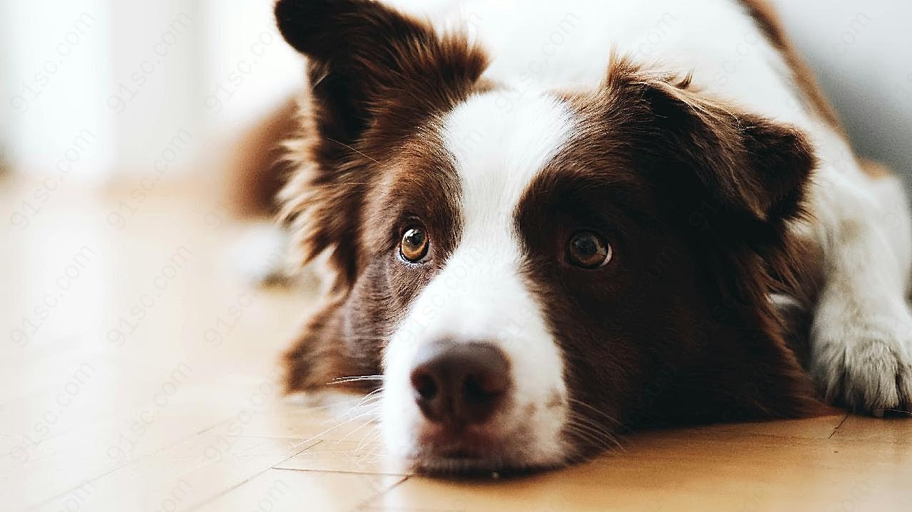 可爱边牧犬图片高清