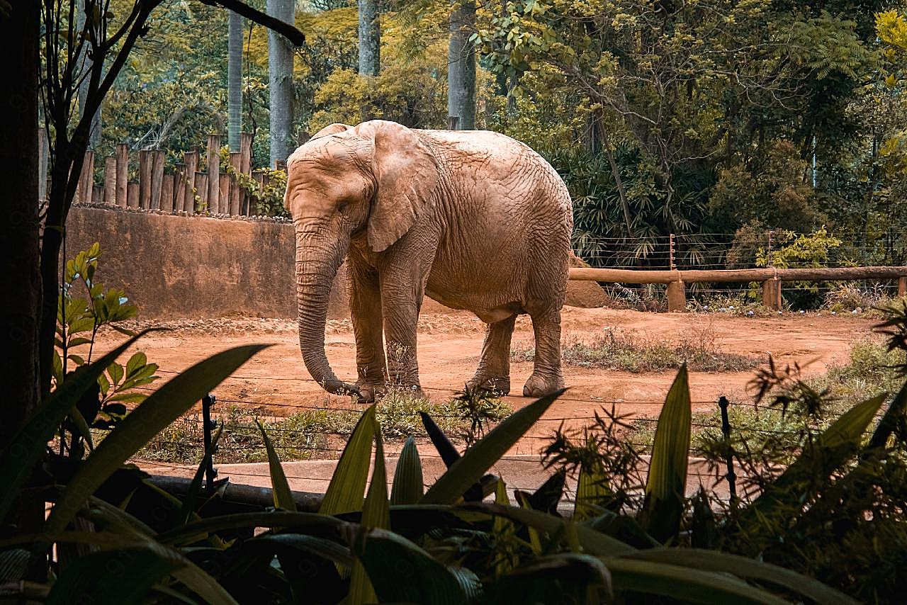 森林里的大象图片摄影