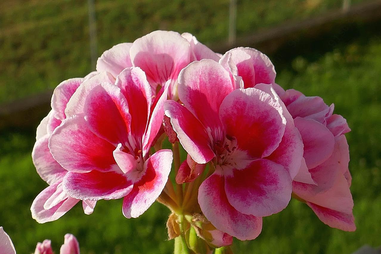 粉红天竺葵花图片花卉