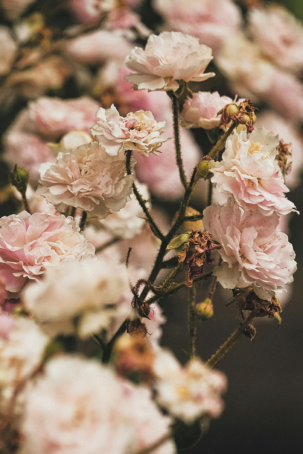 干枯的花朵图片高清摄影