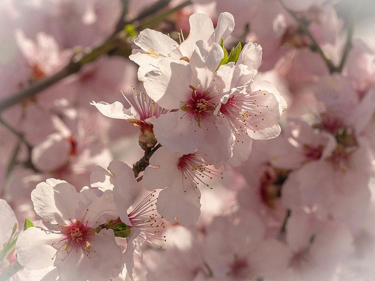 桃花花朵摄影图片花卉