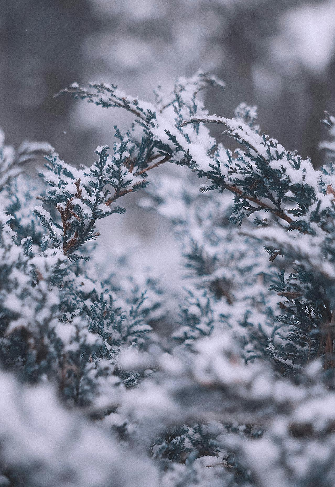 冬天松树特写图片雪景