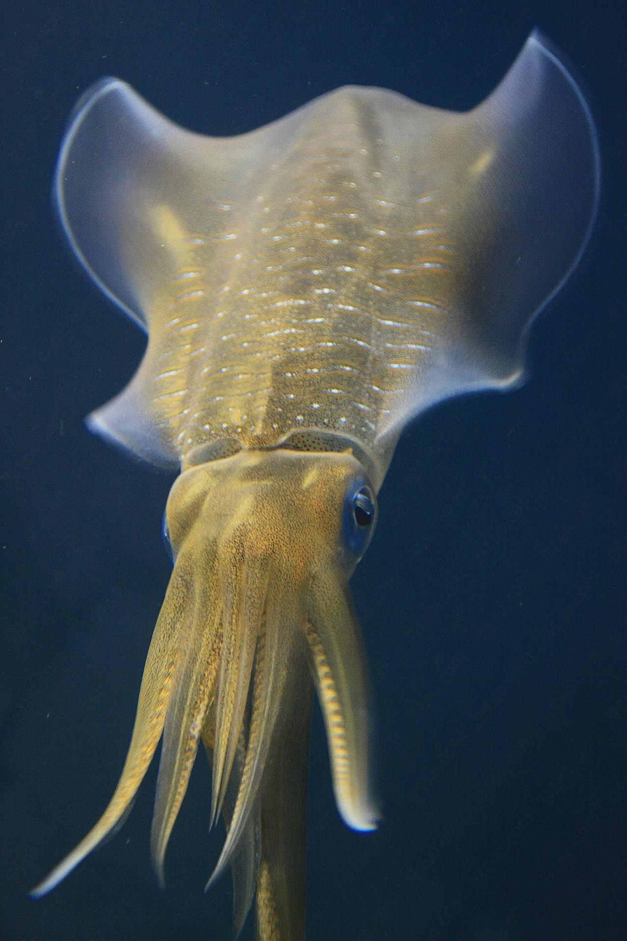 乌贼图片下载海洋生物