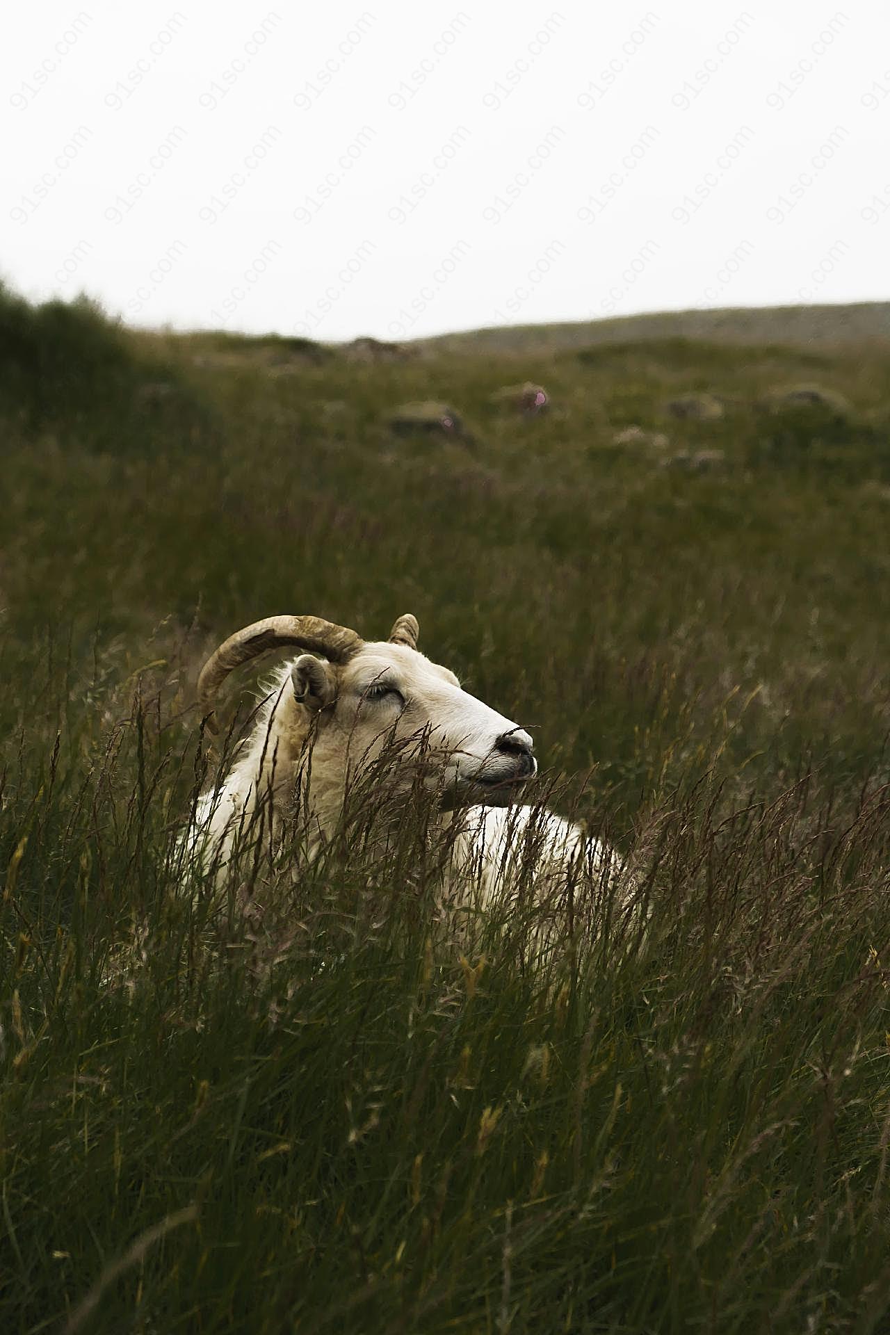 绿山坡白山羊图片摄影