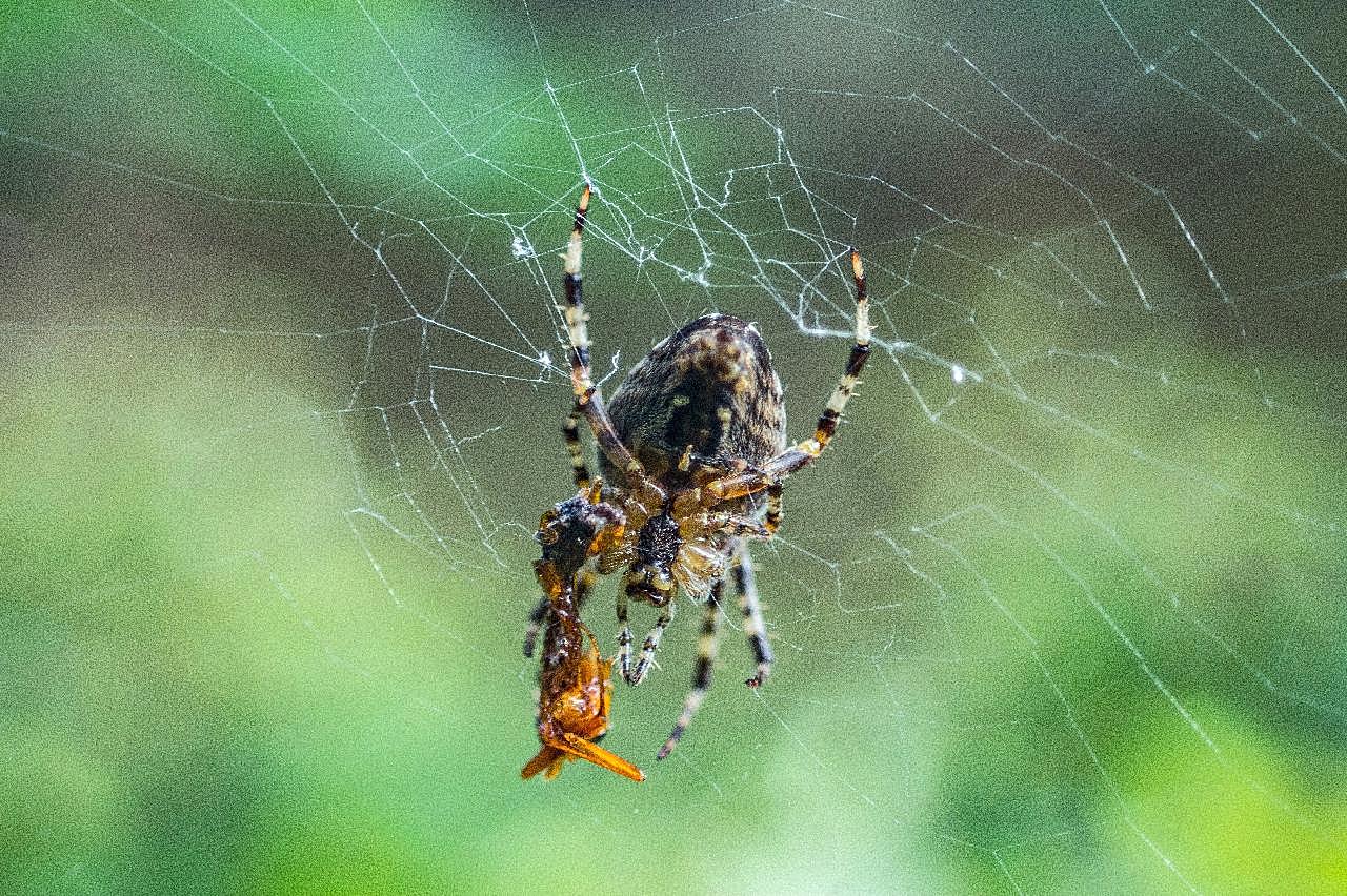 大蜘蛛知网摄影图片昆虫