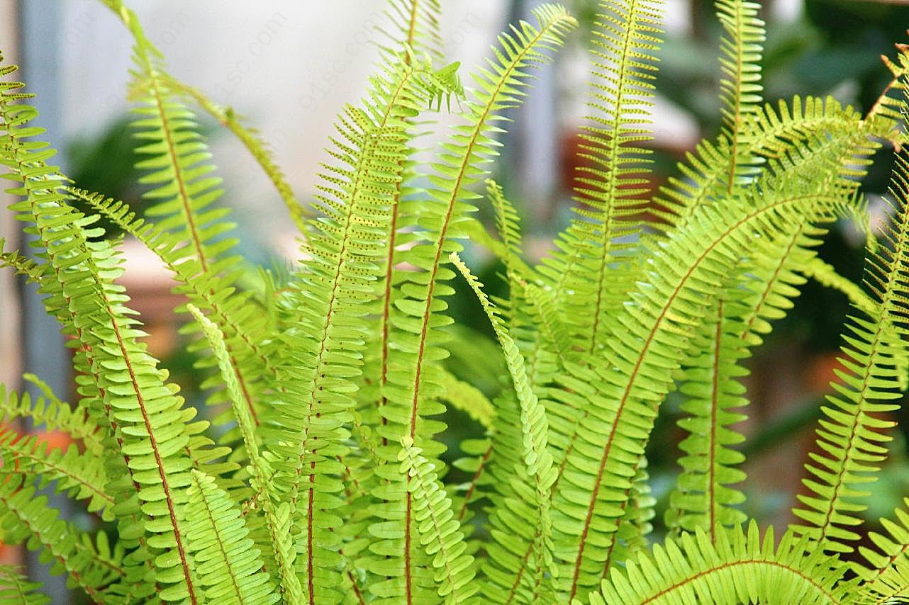 植物壁纸图片花草图片