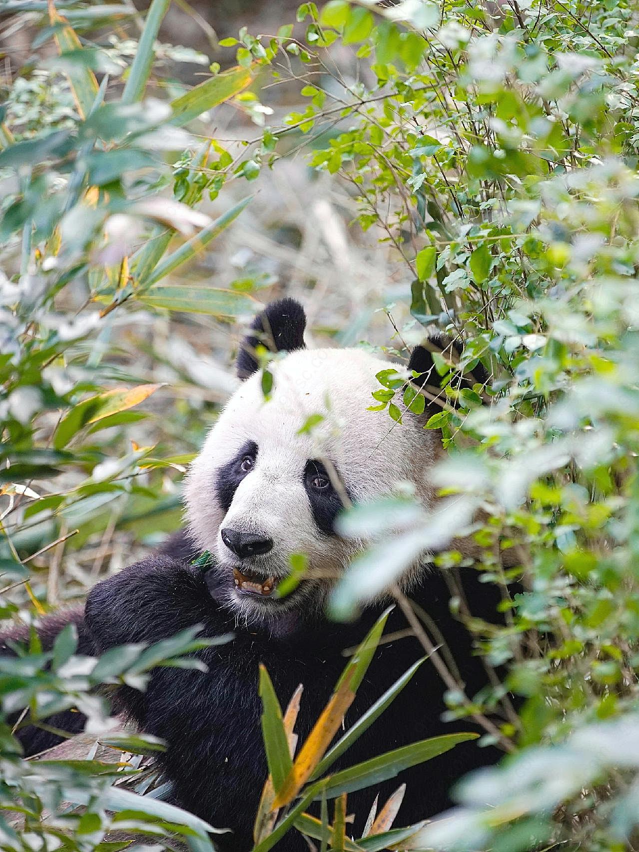 可爱大熊猫图片高清摄影