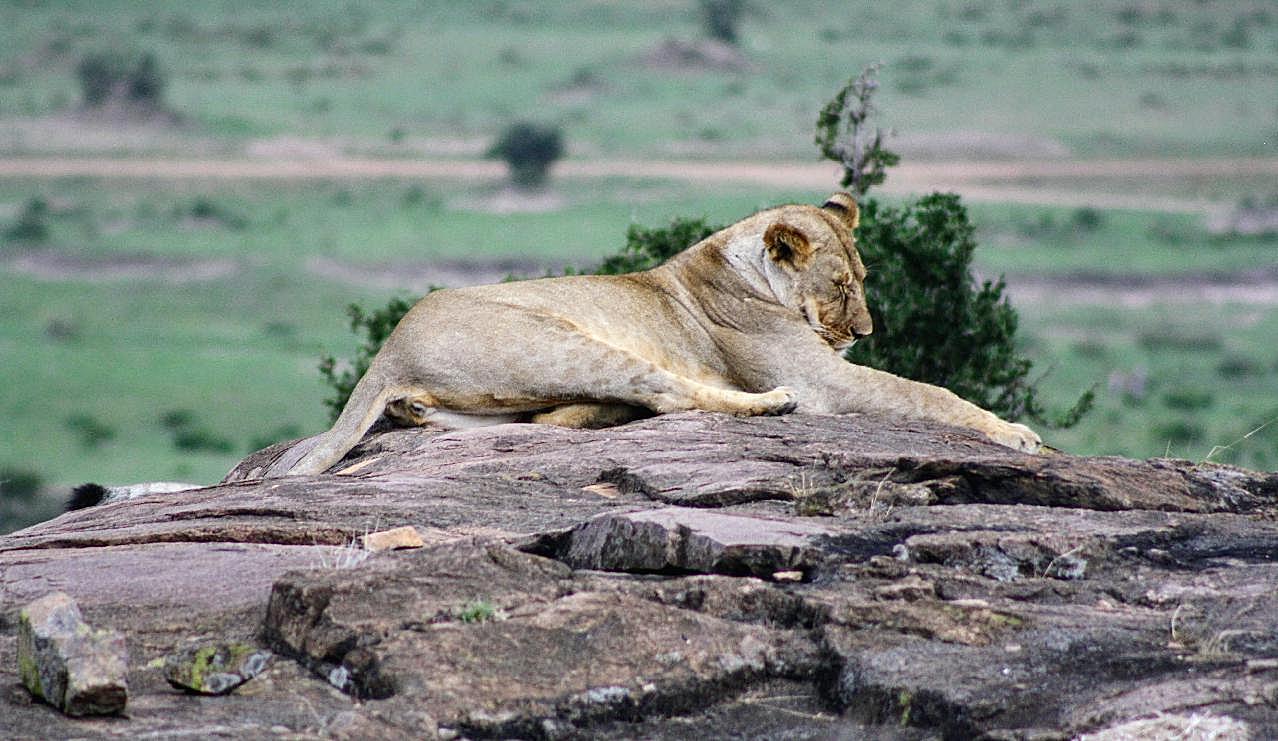 休息的母狮子图片动物图片