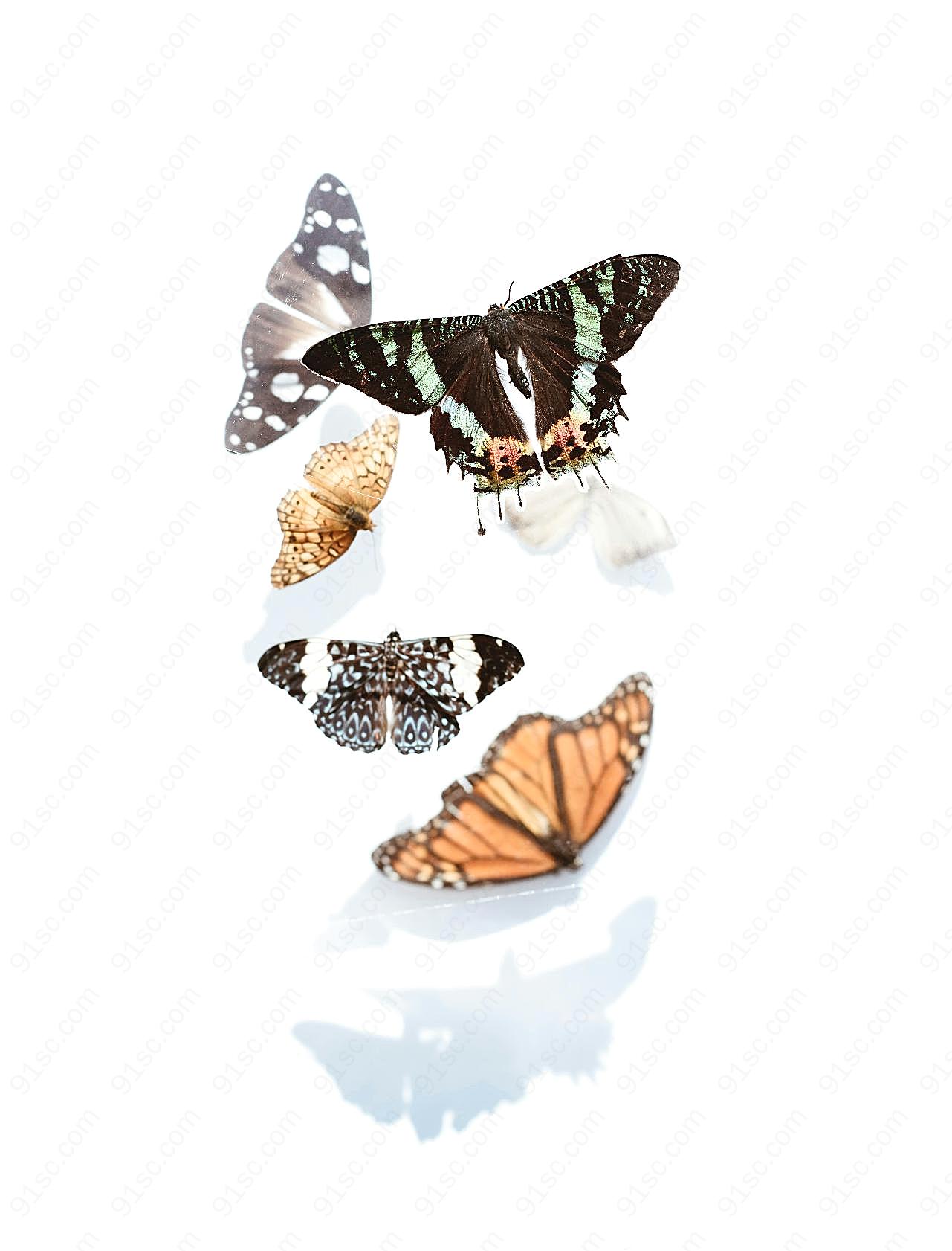 干标本图片蝴蝶