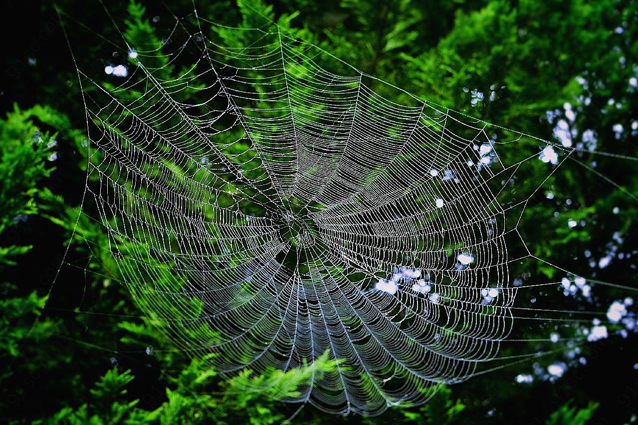 大蜘蛛网图片昆虫