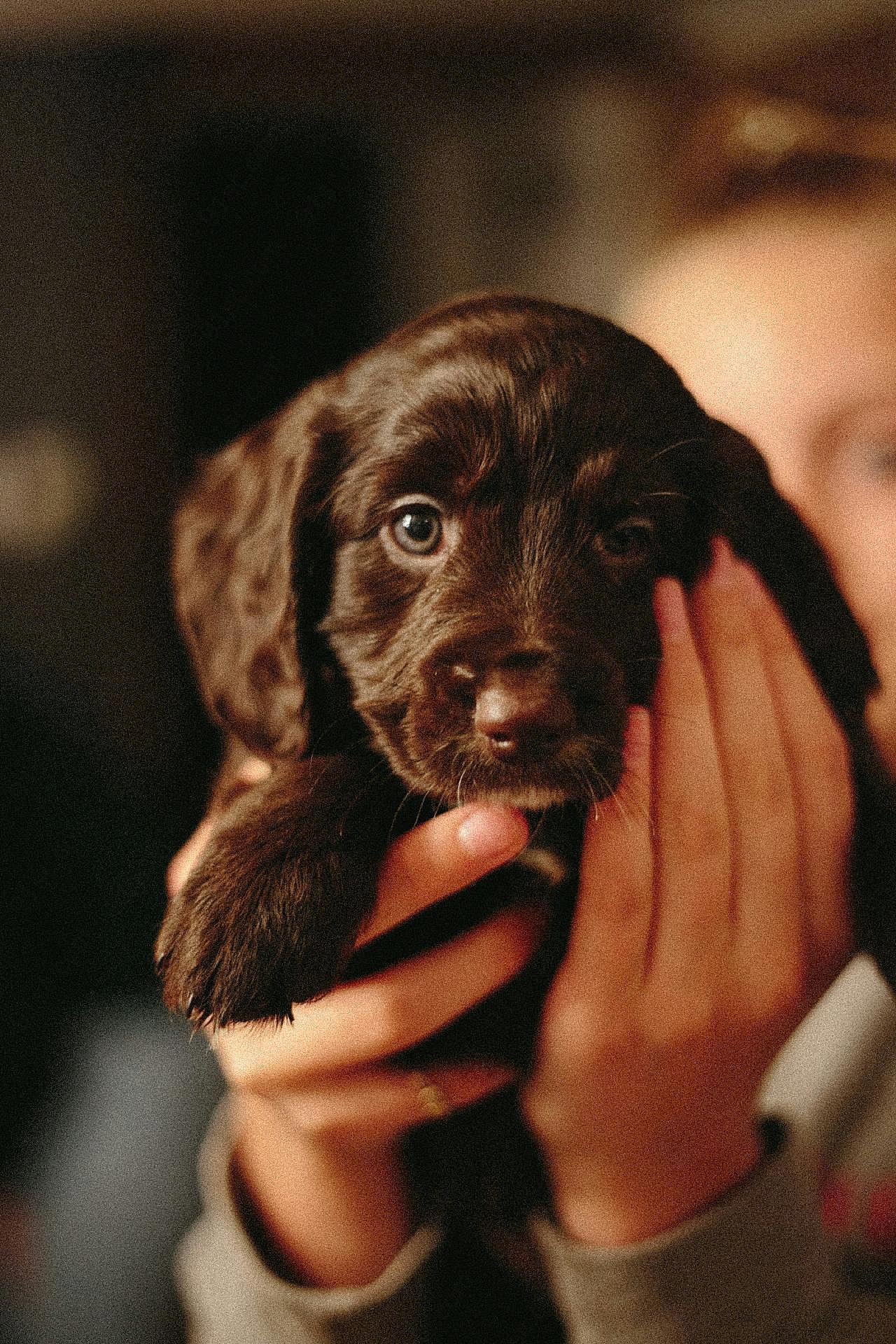 可爱拉布拉多幼犬图片高清