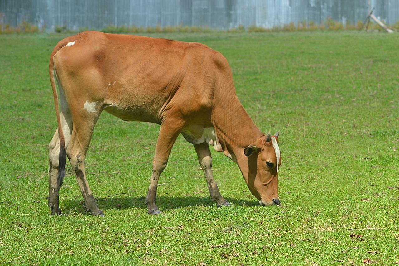 黄牛低头吃草图片动物图片