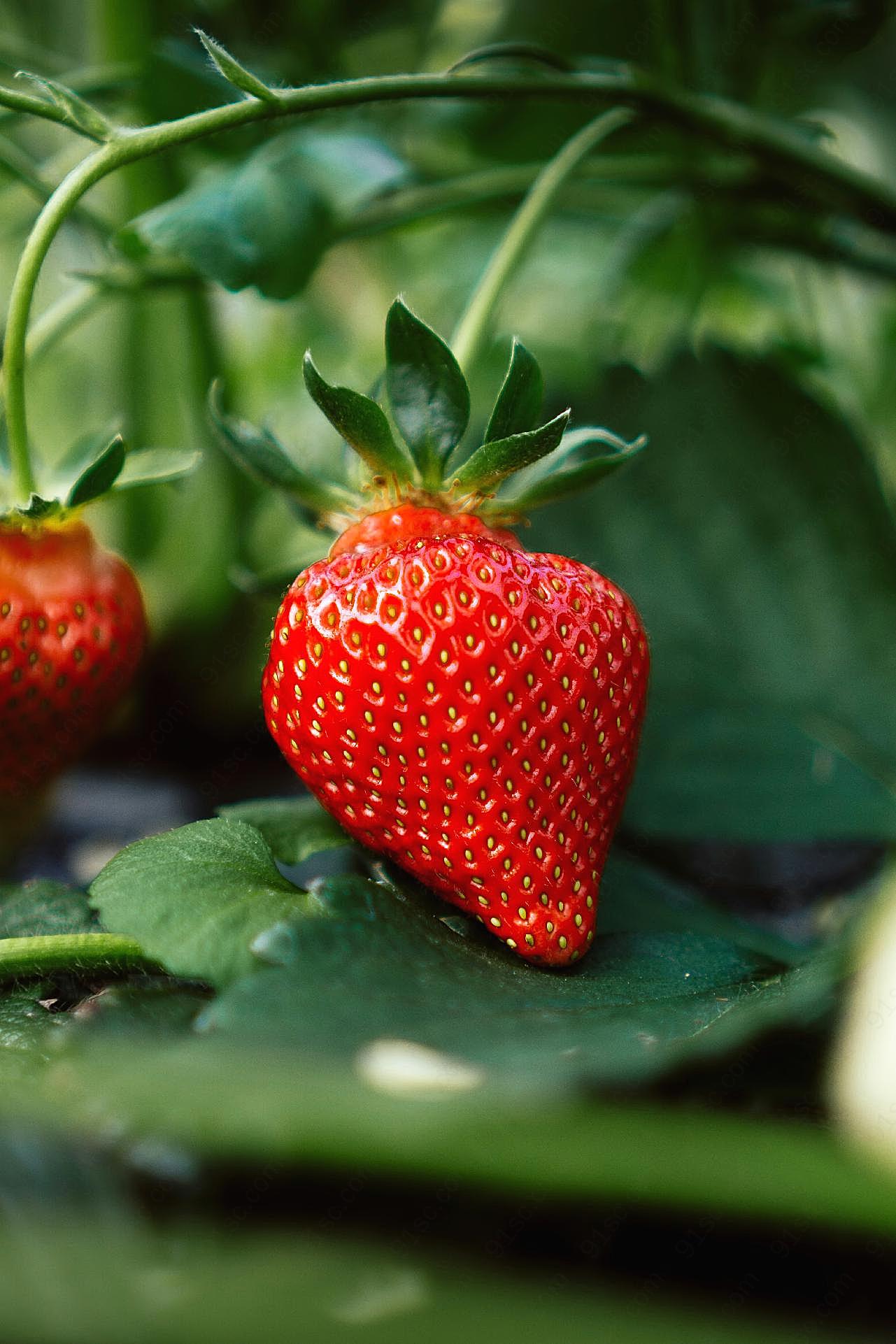 鲜艳成熟红草莓图片摄影高清