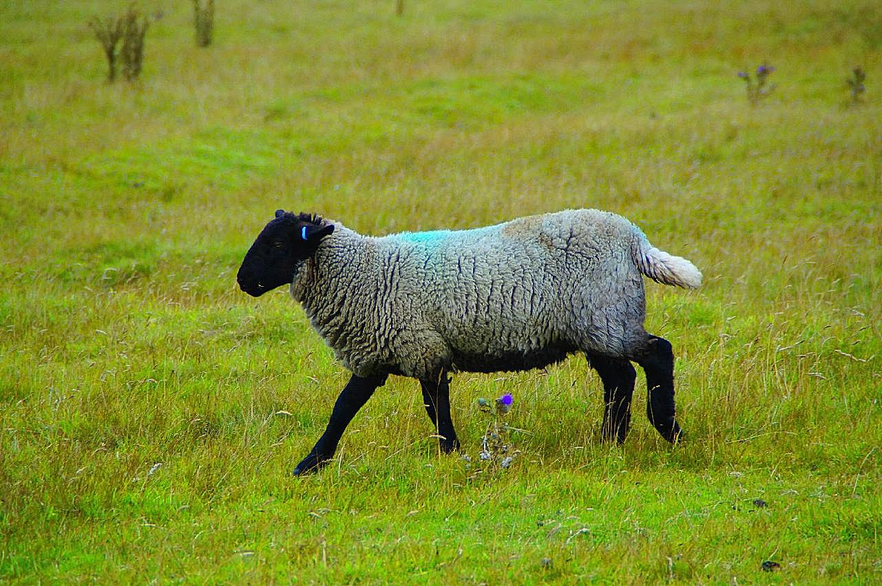 一只苏格兰绵羊图片动物图片