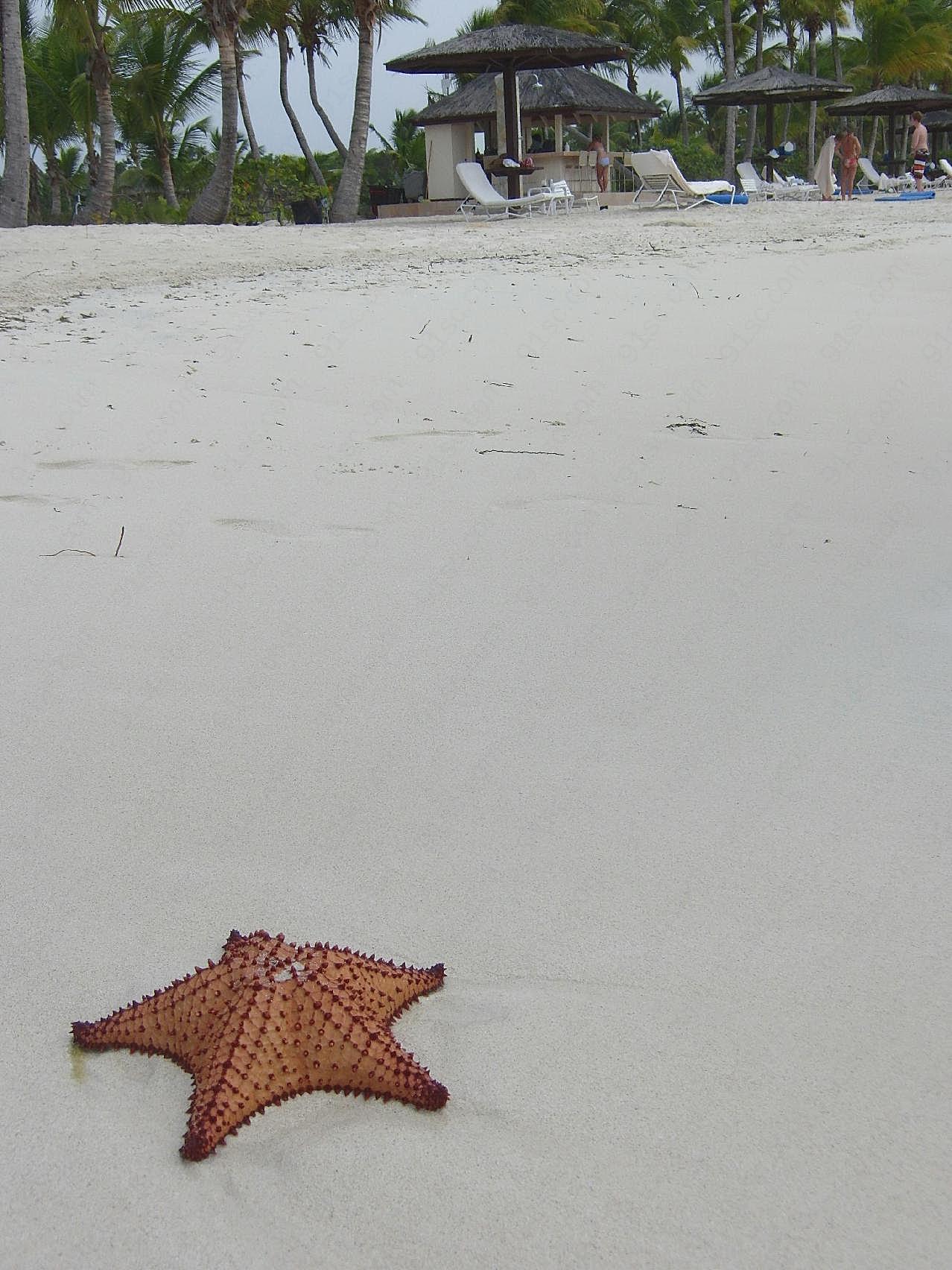 沙滩海星图片摄影高清