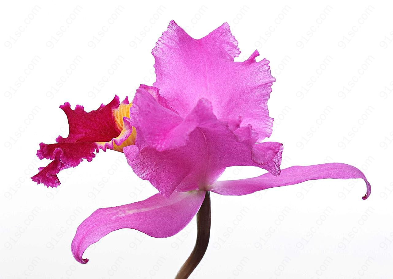 花草特写481花草图片