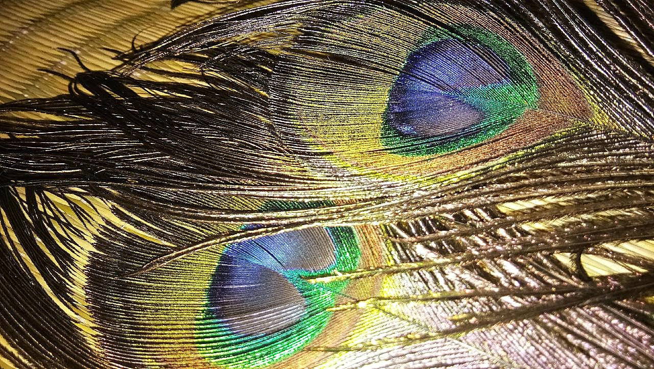 孔雀羽毛素材图片动物图片