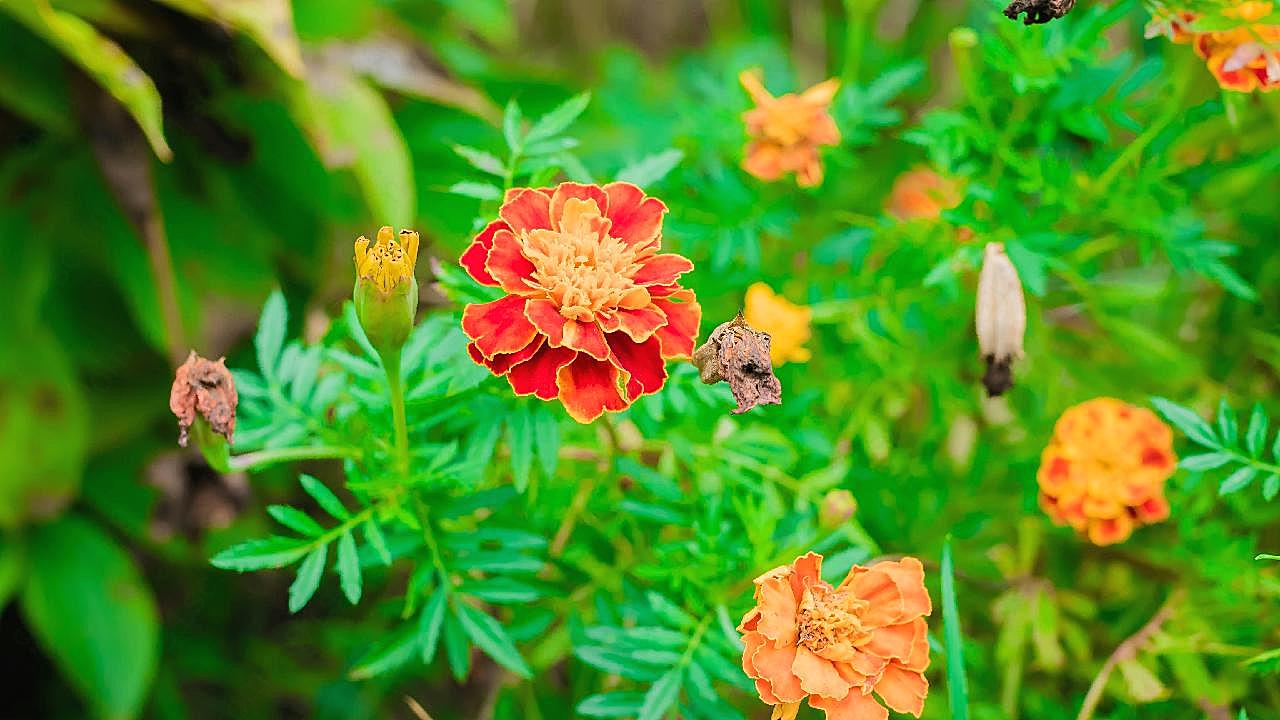 花园金盏菊图片高清