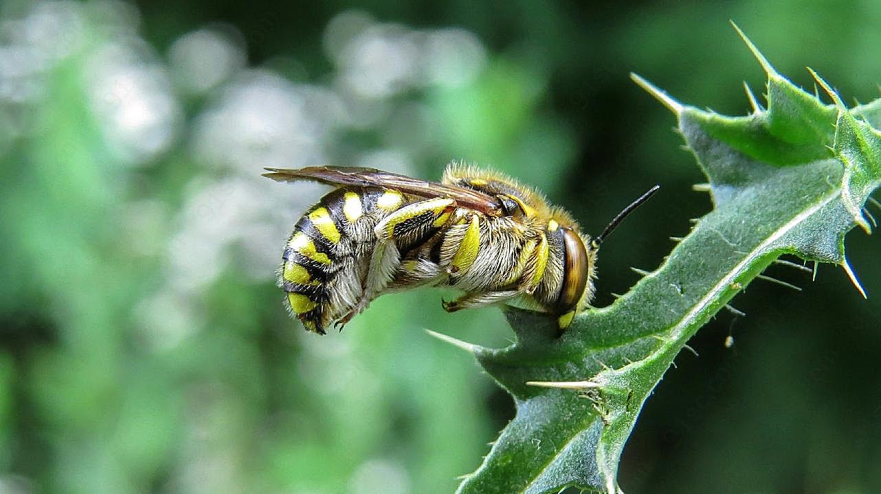 大蜜蜂采粉图片昆虫