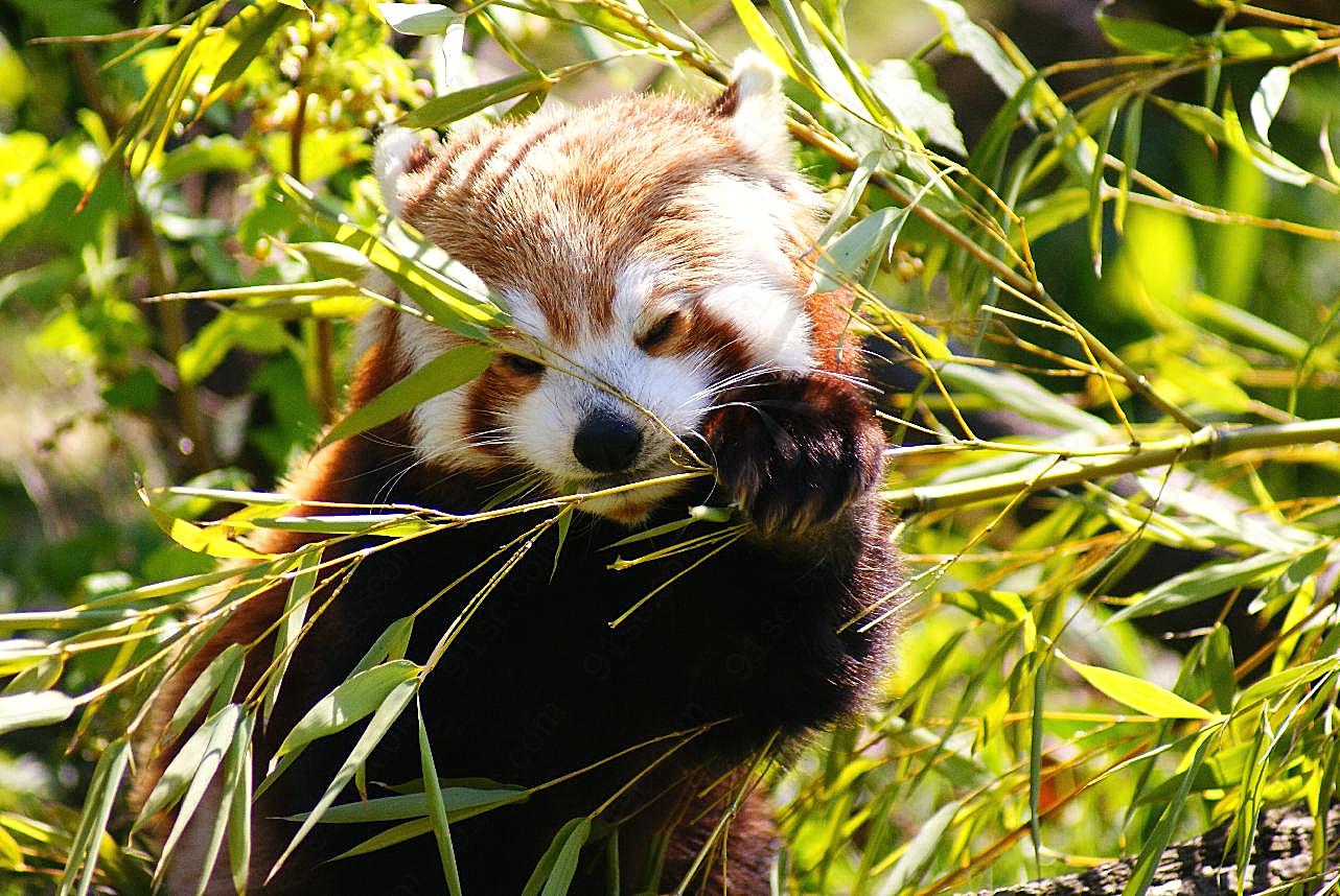吃竹子的小熊猫图片动物图片