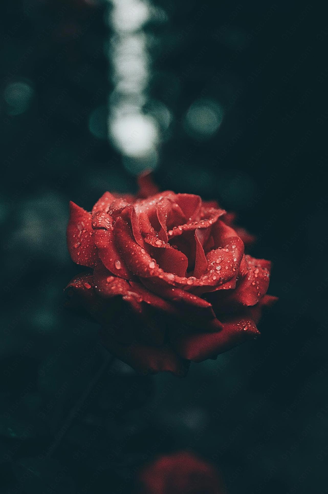 雨后玫瑰唯美图片摄影高清