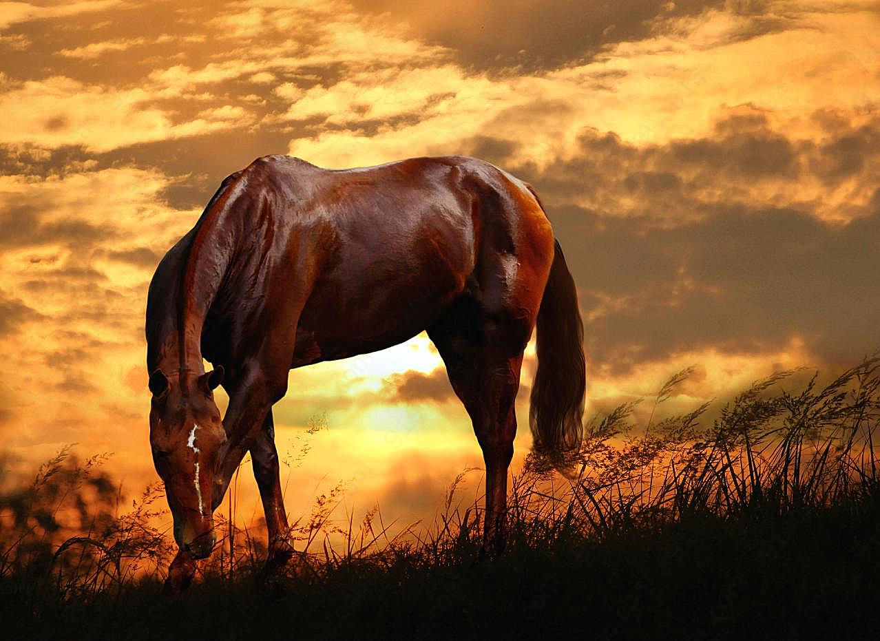 夕阳中的马图片下载高清摄影