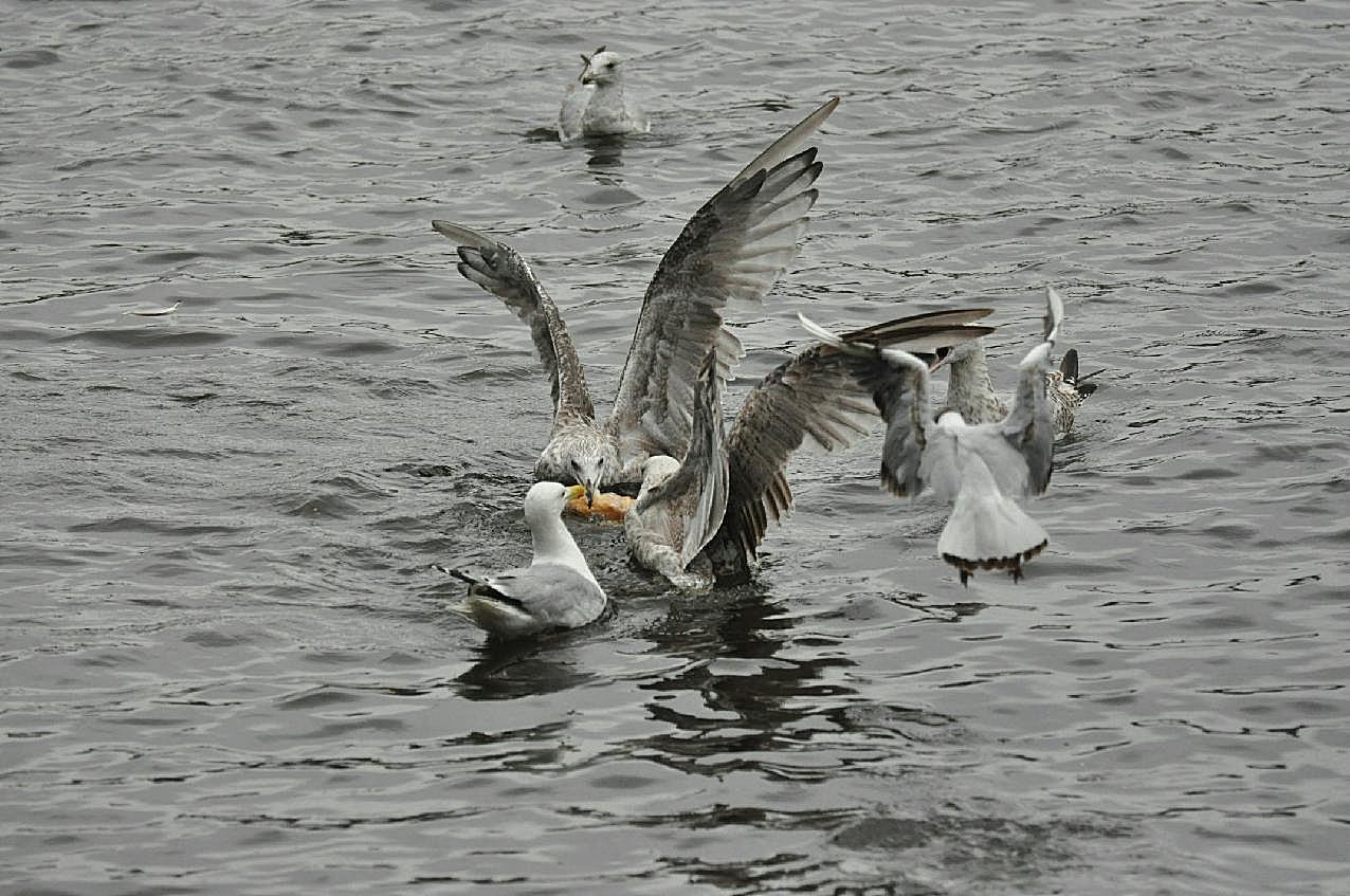 海鸥争食图片高清摄影