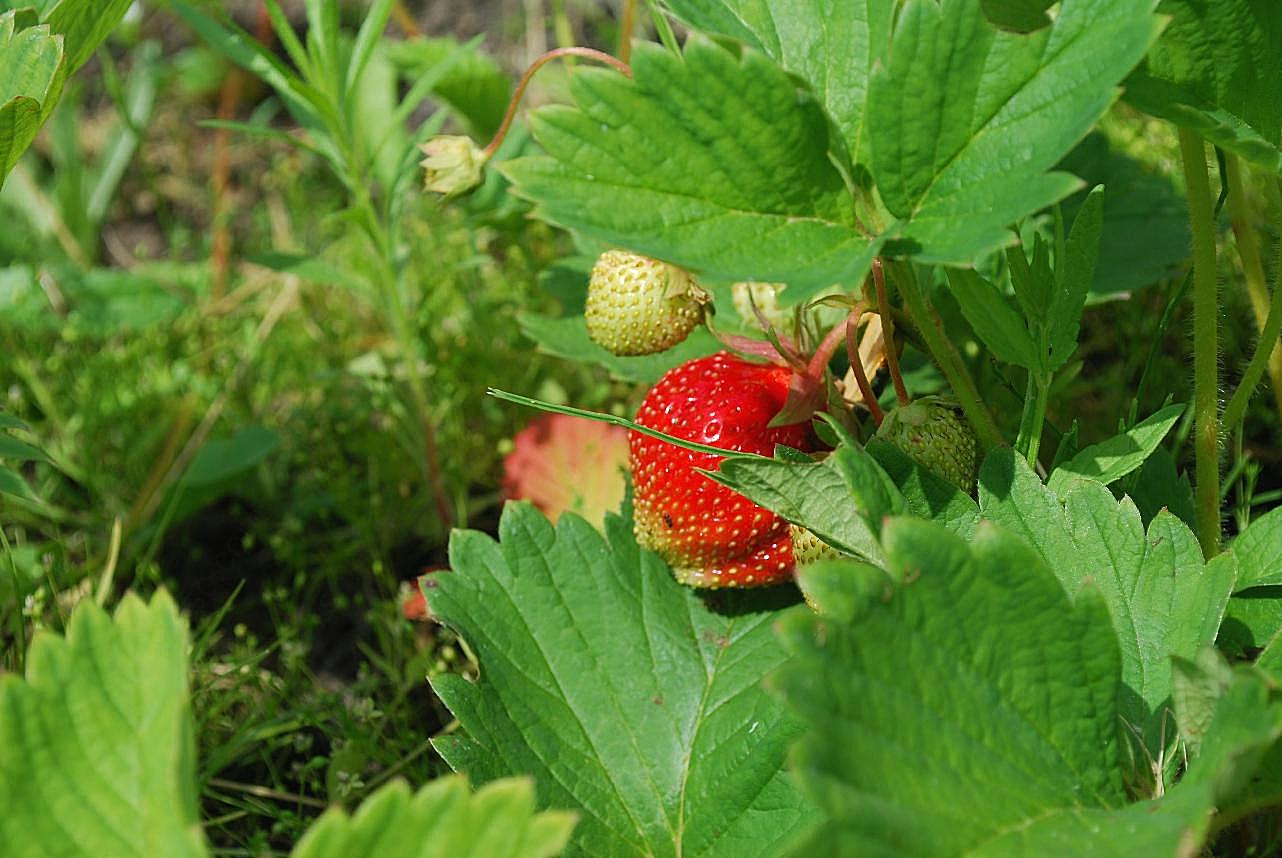 草丛红草莓图片摄影高清