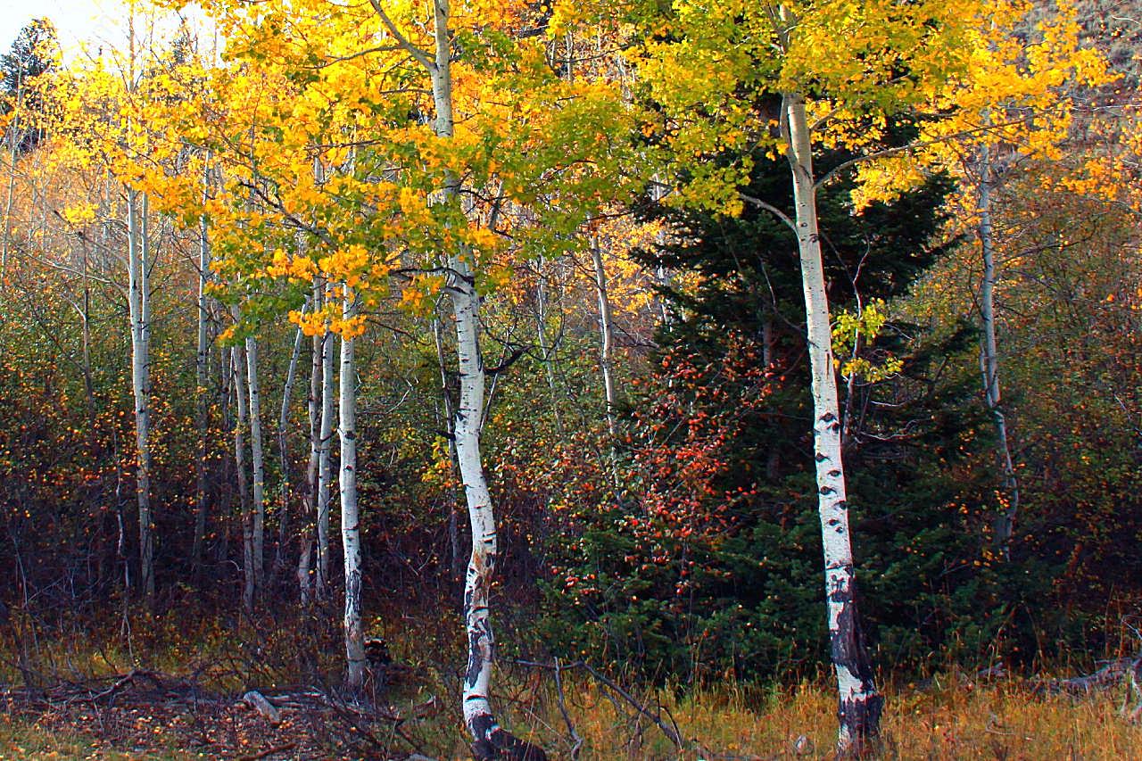 秋天树木风景图片景观摄影