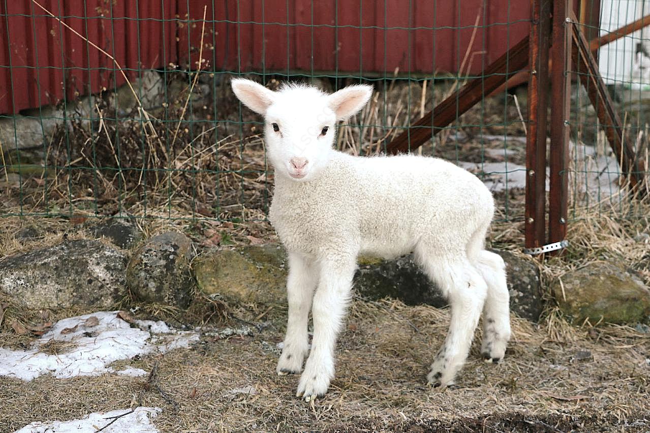 农场可爱小绵羊图片动物图片