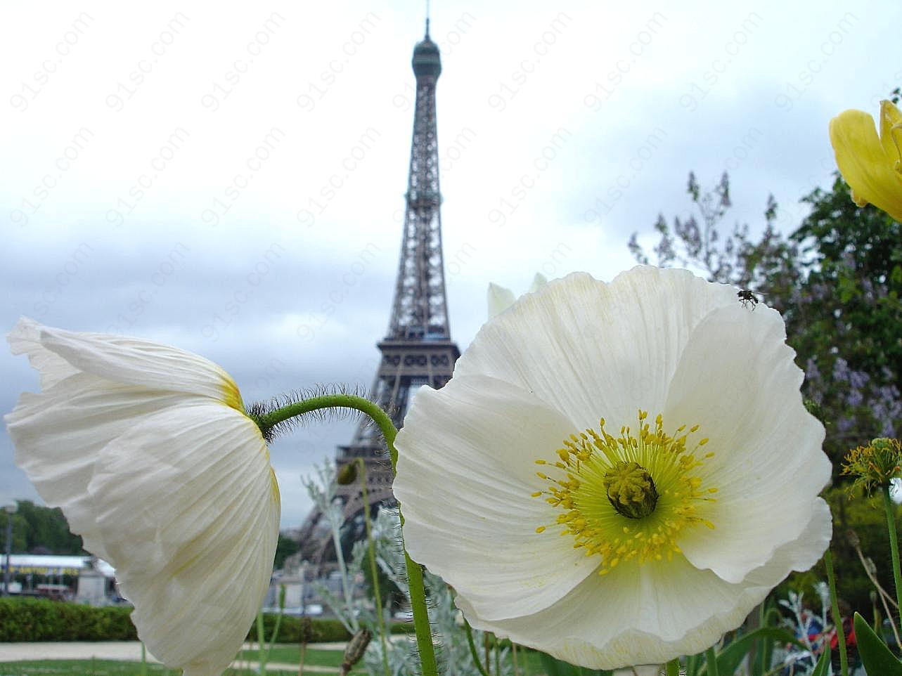 巴黎铁塔前的花朵图片花的