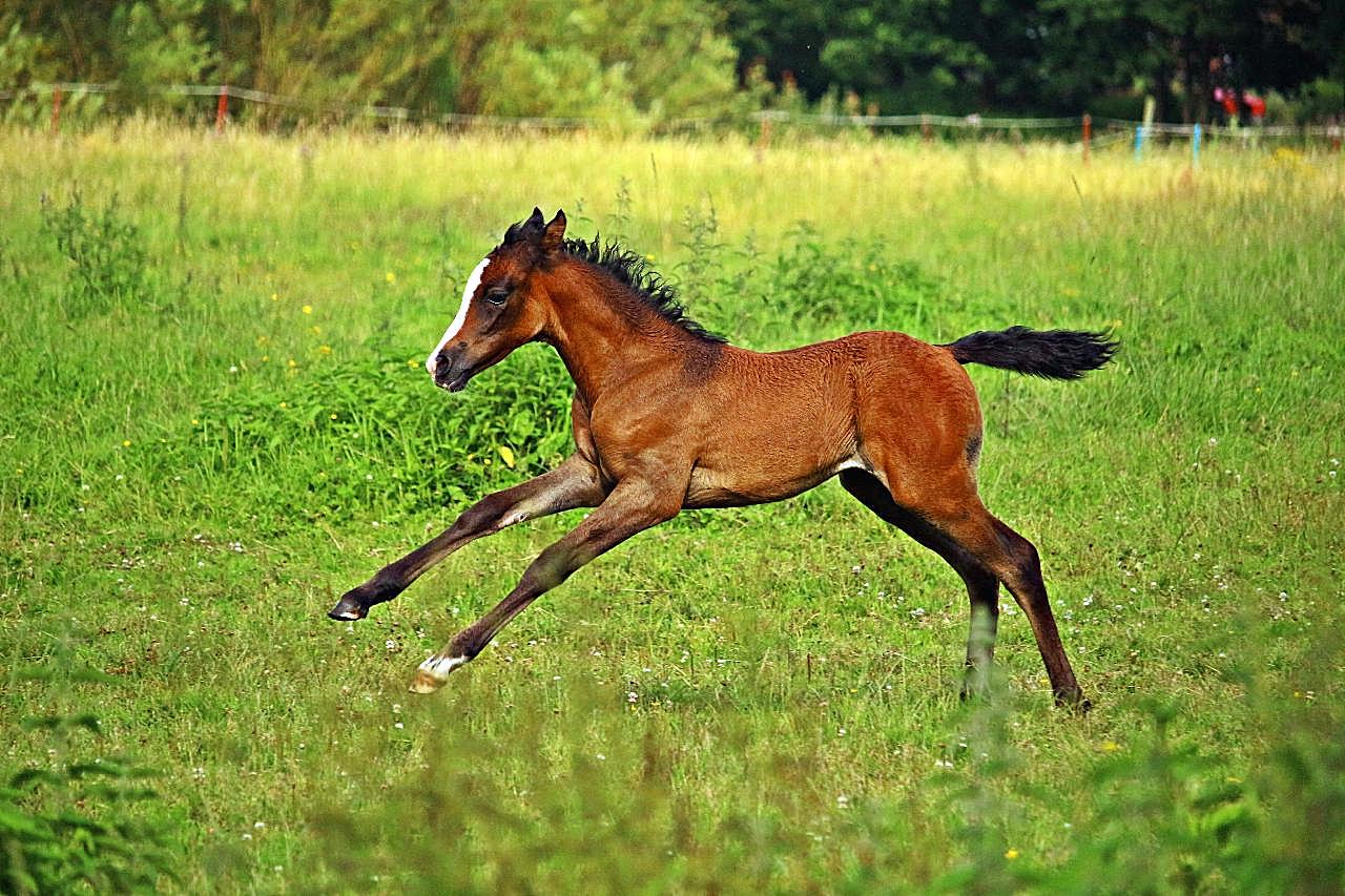 草地驰骋的骏图片马
