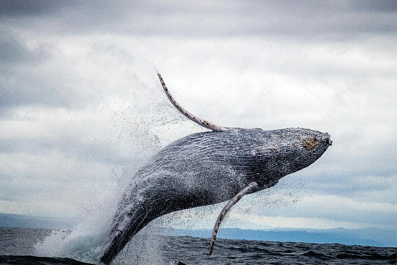 座头鲸跳水图片摄影高清