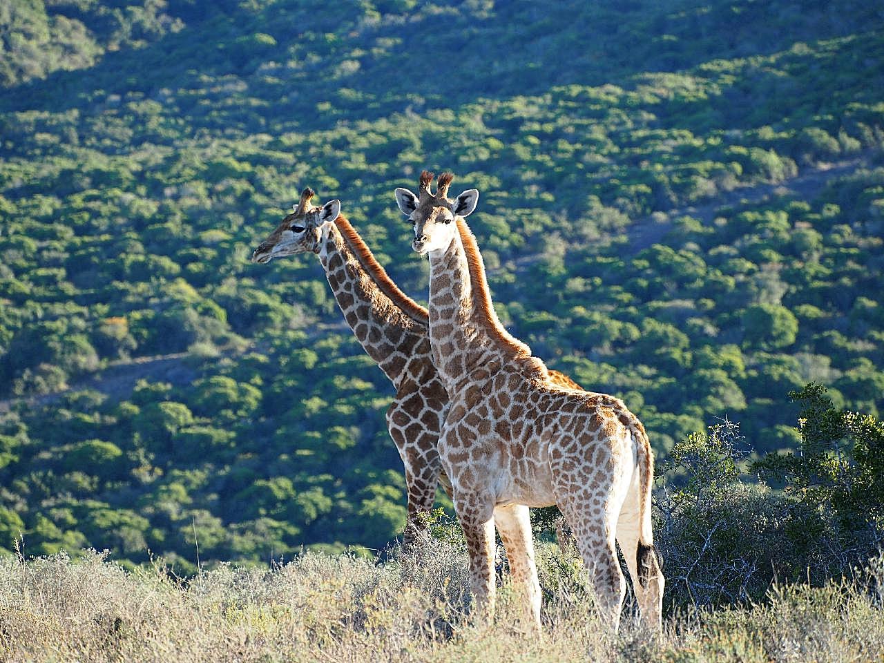 高地野生长颈鹿图片摄影高清