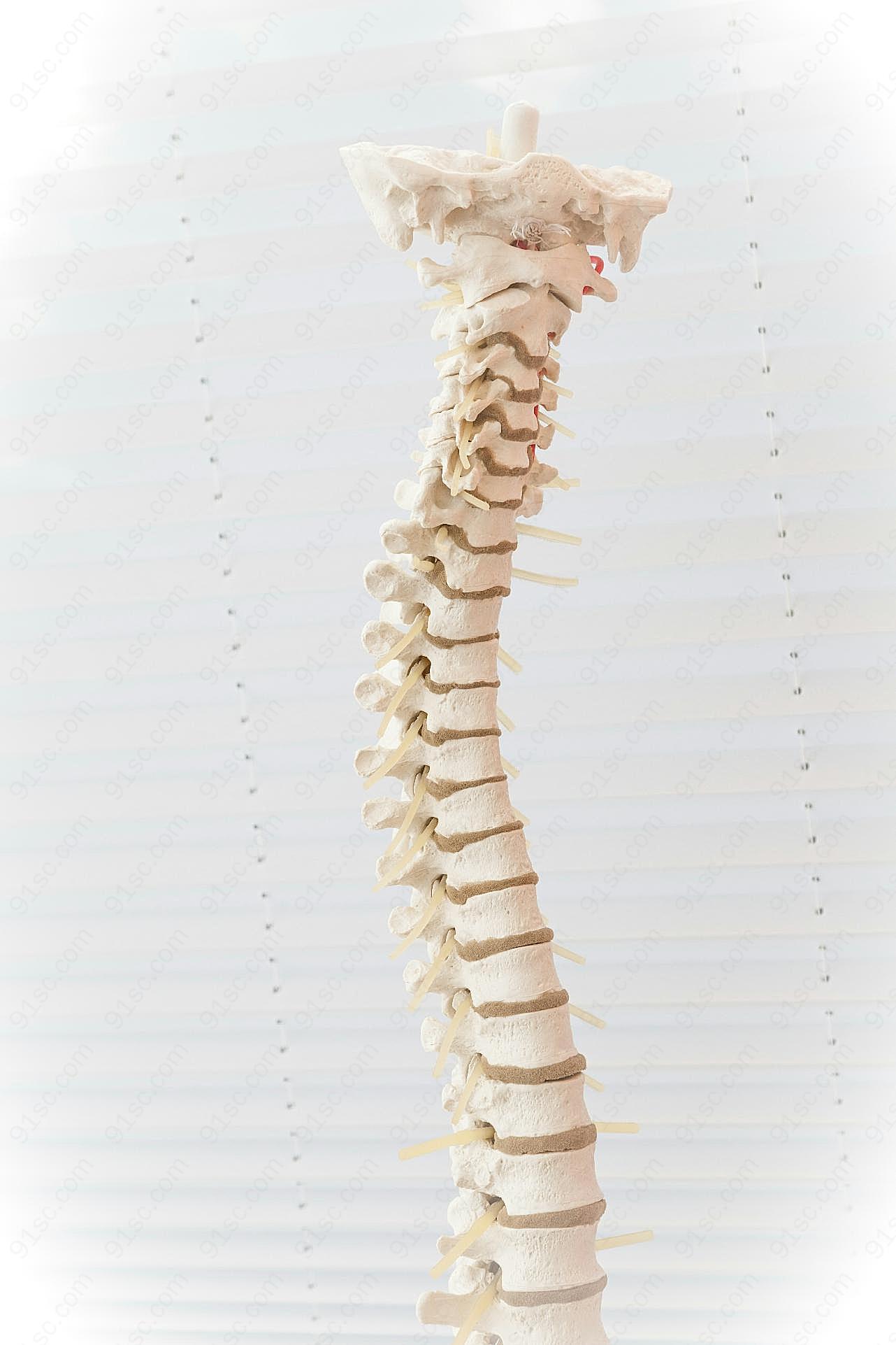 脊柱正常生理弯曲图片摄影高清