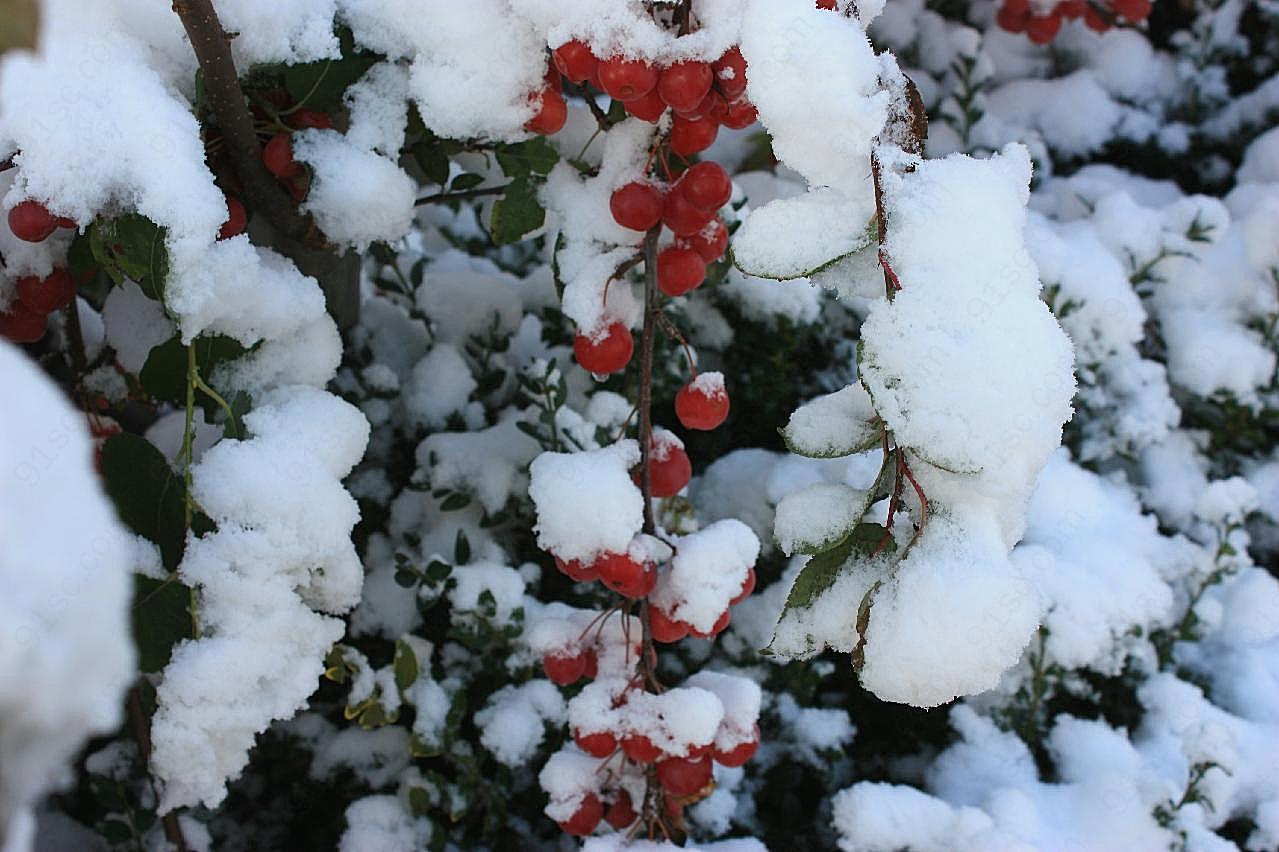 红浆果积雪图片摄影