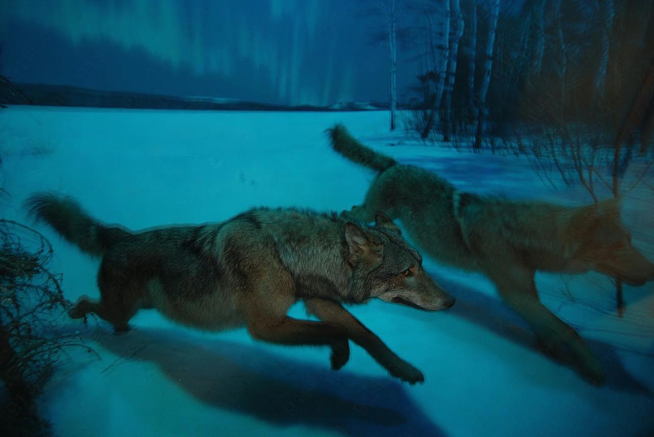 狼捕食图片高清摄影