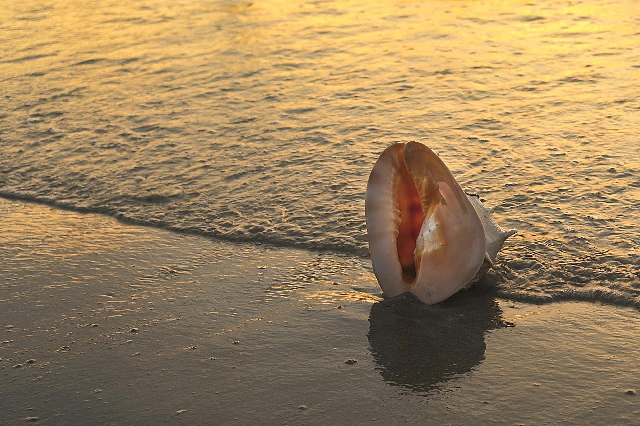 大海海螺贝壳图片摄影高清