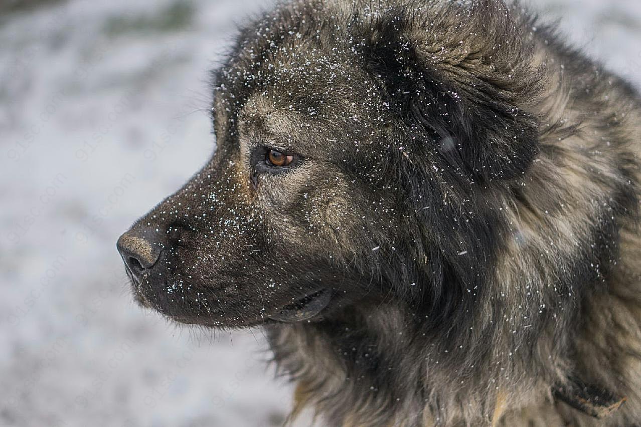 成年高加索犬图片摄影