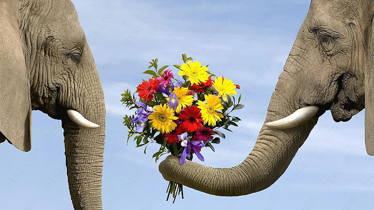 大象献花图片动物图片