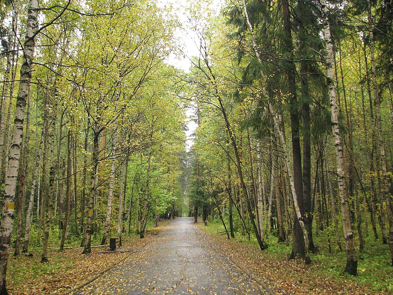 秋季林间小道风景图片自然风景