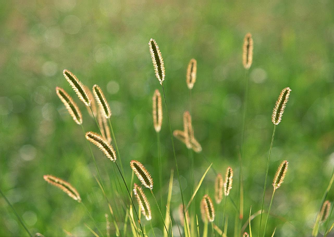 稻田图片自然风景