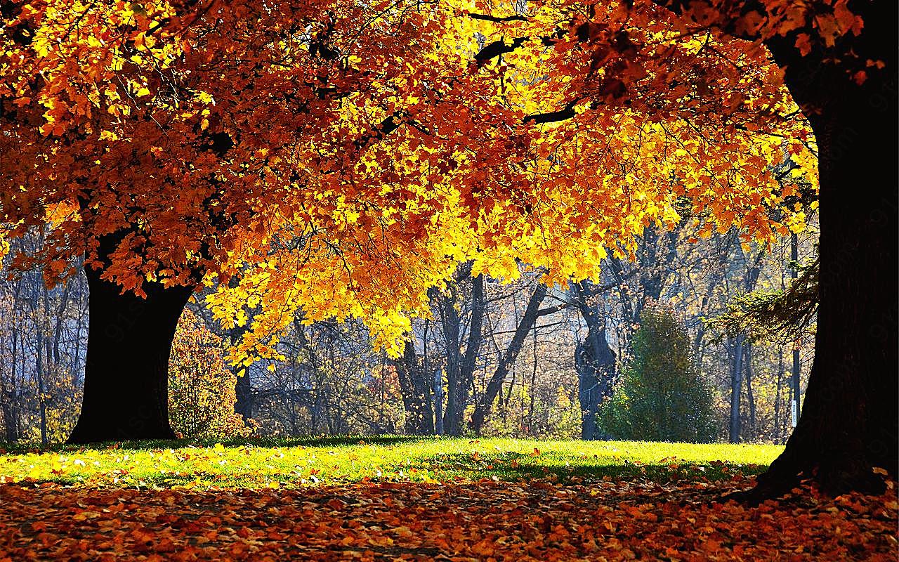 秋天的图片树林