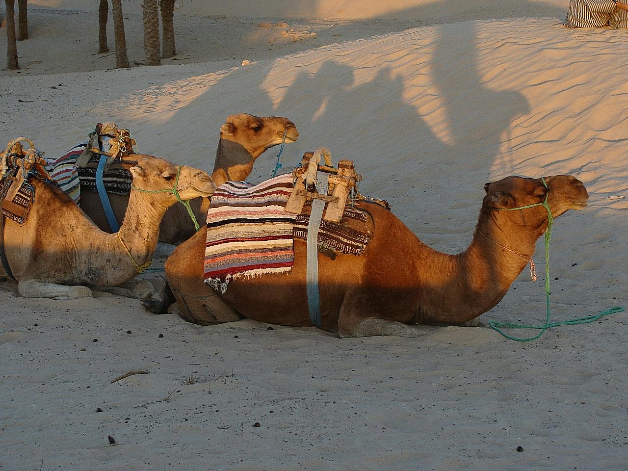 沙漠两只骆驼图片动物图片