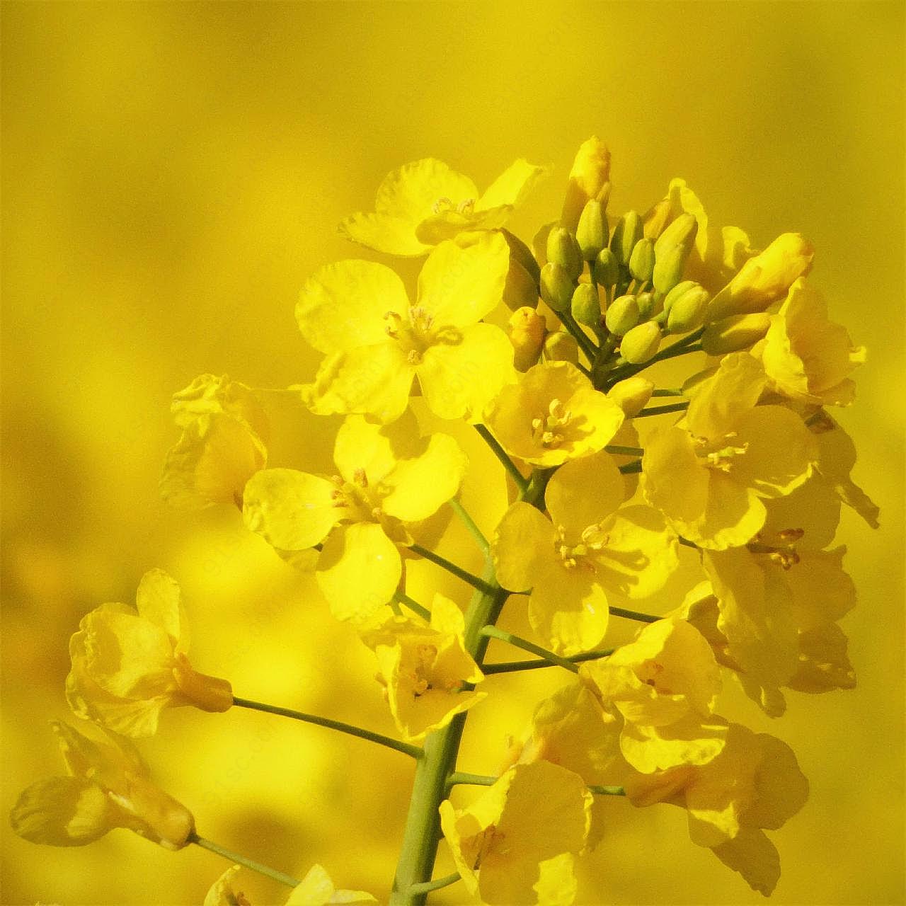 特写图片油菜花