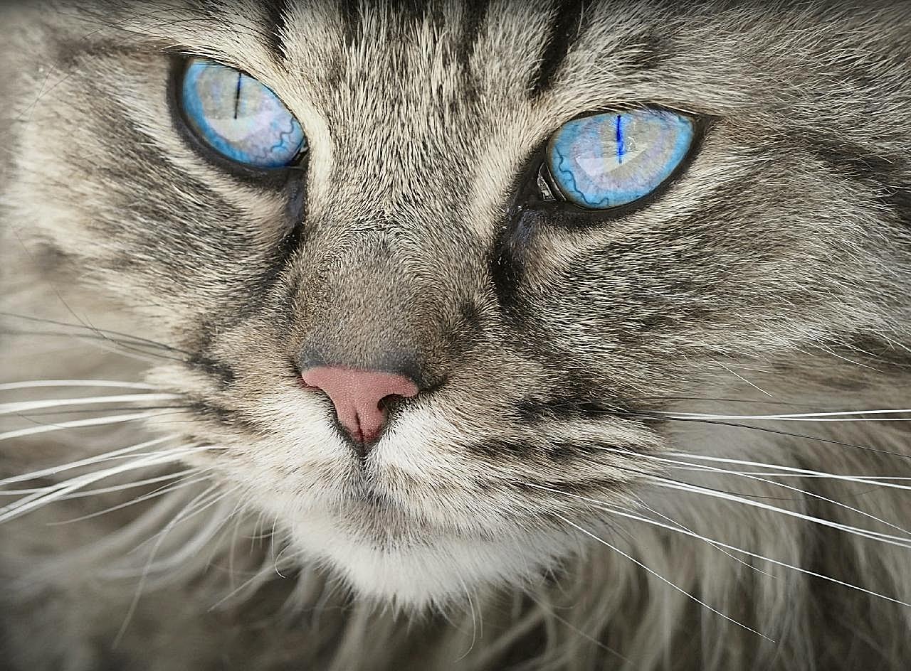 猫脸特写生物世界高清摄影