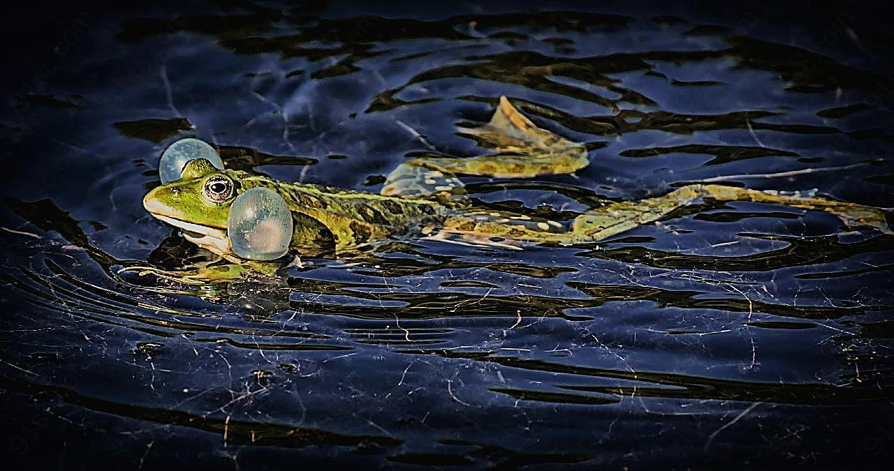 池塘青蛙生物世界高清摄影