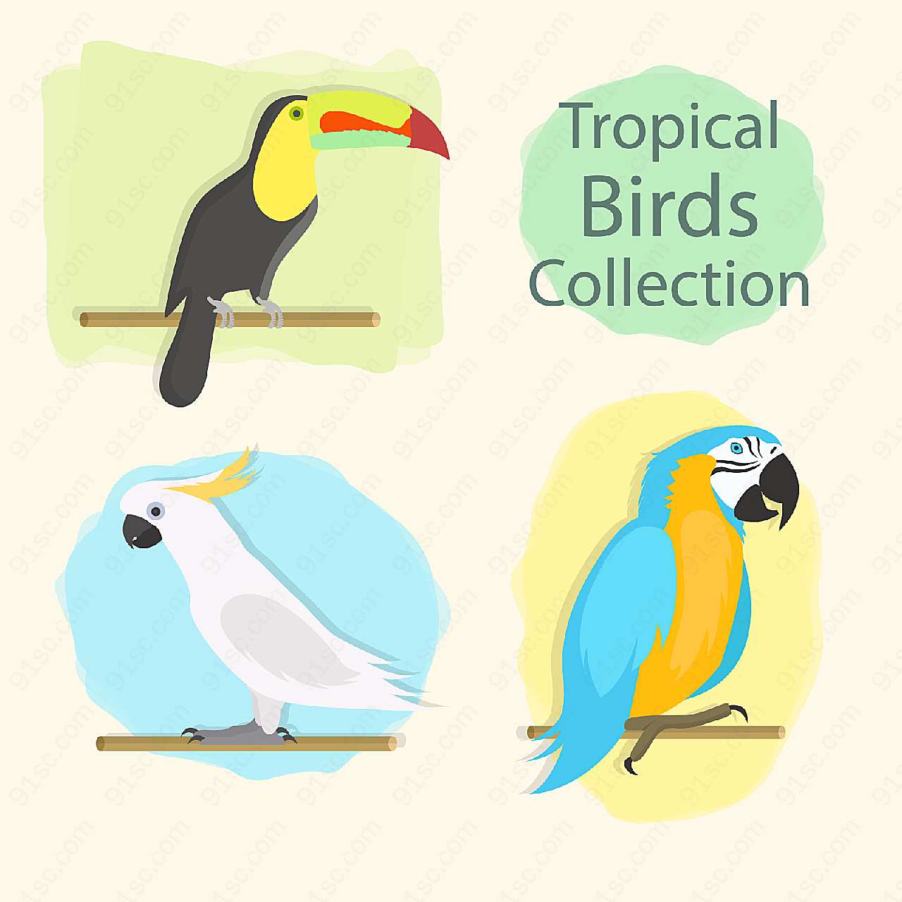 彩色热带鸟类矢量野生动物
