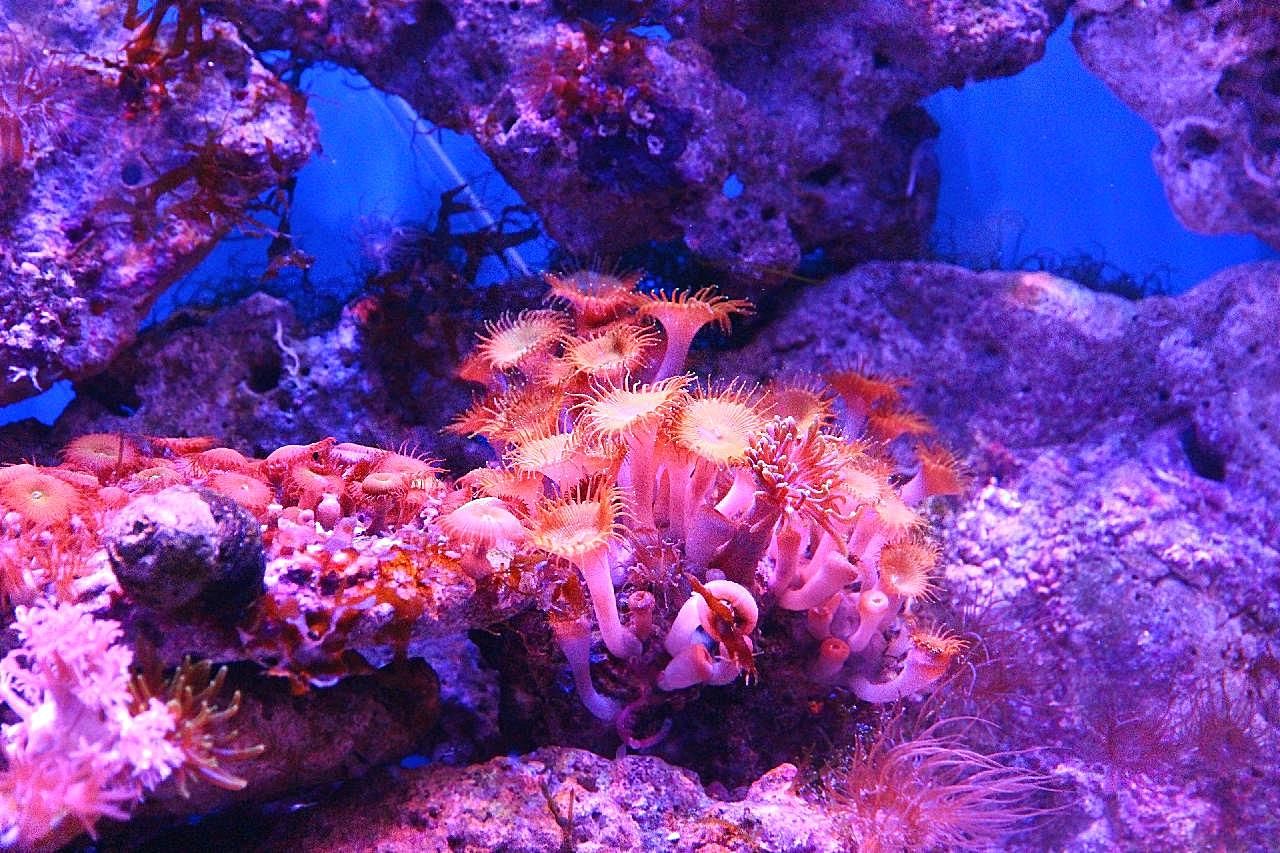 海洋水族馆珊瑚礁图片高清摄影